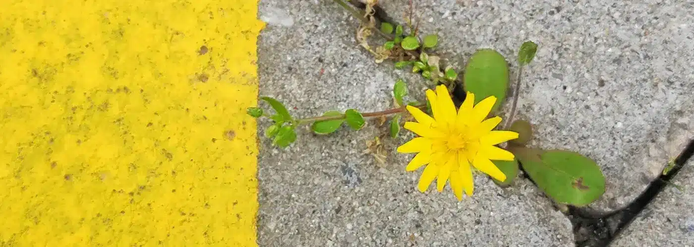 Flor amarilla creciendo entre baldosas de cemento junto a una franja amarilla.